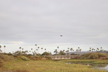 one bird in a beautiful city 