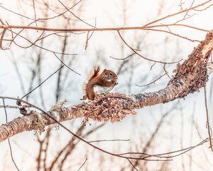 squirrel on a tree