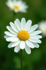 Obraz premium Delicate white petals surround a central ball of soft yellow, daisy, nature, flowers