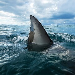 Fototapeta premium Fearsome shark fin slicing through ocean waves image