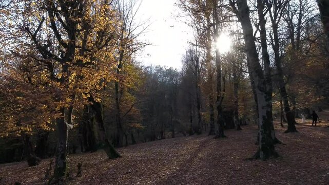 autumn in the forest