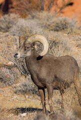Obraz premium Desert Bighorn Sheep Ram in Winter in the Nevada Desert