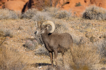 Desert Bighorn Sheep Ram in Winter in the Nevada Desert