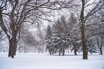 Winter storm view of snow-covered Coronation Park in Toronto.