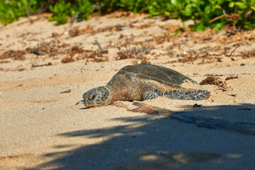 Hawaiian Green Sea Turtle Resting Peacefully on Sandy Beach Shore - Tropical Wildlife in Natural Habitat, Closeup of Reptile on Ocean Coast, Summer Sunlight on Turtle Shell in Hawaii