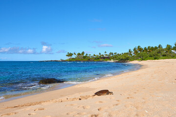 Idyllic Hawaiian Beach Scene: Sea Turtle Resting on Sandy Shore, Azure Ocean, Palm Trees - Tropical Island Paradise