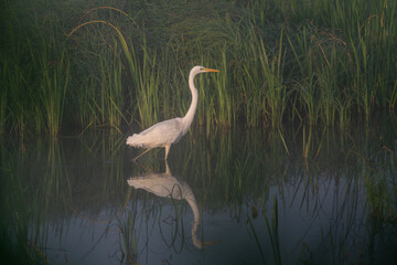 Great White Egret on the foggy lake hunting
