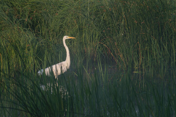 great white heron