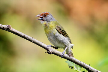 Pitiguari Rufous-browed Peppershrike sitting and singing on the tree branch