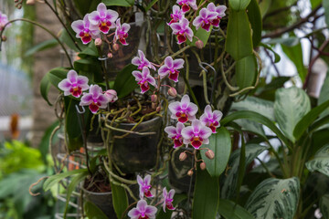 Rare Orchid flowers. Colorful Orchid flowers