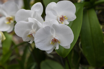 Rare Orchid flowers. Colorful Orchid flowers