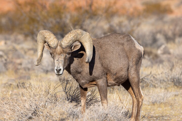 Desert Bighorn Sheep Ram in Winter in the Nevada Desert