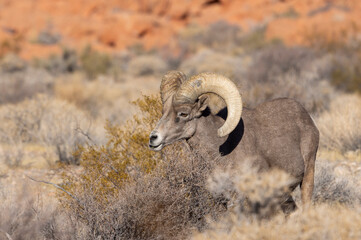 Desert Bighorn Sheep Ram in Winter in the Nevada Desert
