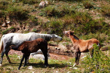 Horses in Natural Habitat