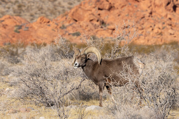 Desert Bighorn Sheep Ram in Winter in the Nevada Desert