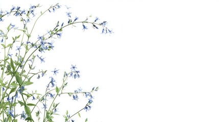 A wide-shot perspective of a delicate bluebell flower with tiny blue blossoms hanging gracefully from a thin green stem