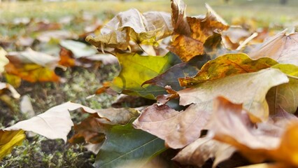 Yellow maple leaves falls on ground in empty forest. Autumn foliage covered lawn in park. Beautiful colorful fall season. Close up Slow mo