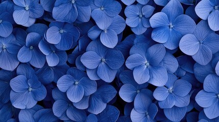 Close-up vibrant blue hydrangea flowers
