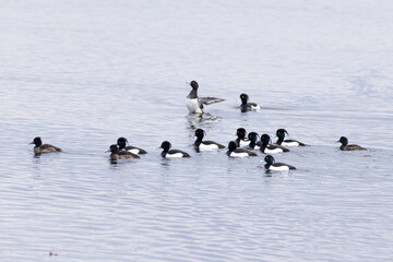  Eine Gruppe Reiherenten (Aythya fuligula) auf dem Wasser