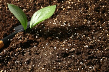 Young sapling and shovel on fresh soil, closeup