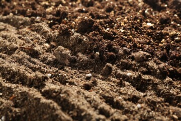 Texture of fresh soil as background, closeup