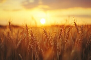 Obraz premium Sunset over green wheat field. Beautiful nature landscape with sun.