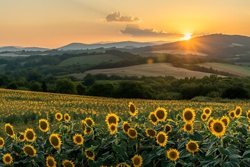 Obraz premium Sunflower field at sunset, 3d render. Summer landscape.