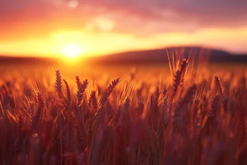Fotobehang Sunset over green wheat field. Beautiful nature landscape with sun. © Mahmud Creative
