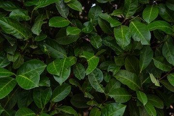 Close-up of a Green Hedge with detailed leaves and Space for text