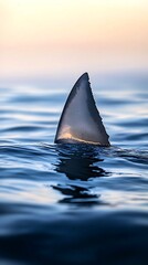 Naklejka premium Menacing shark fin moving through rippling sea photo