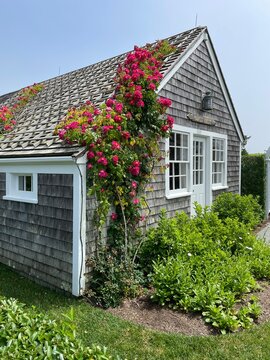 Red roses bloom as they climb the side and roof of a gray cedar shingled vacation home on a summer day is Siasconset, Massachusetts on Nantucket Island 
