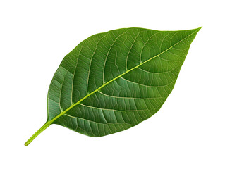 Obraz premium Green leaf isolated on transparent or white background, png