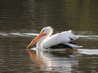 white pelican in the water