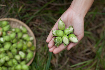Hazelnut harvest - fresh, green nuts in a hazel - Corylus avellana orchard.