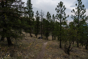 green tranquil forest hiking pathway deciduous trees recreational landscape Giant's Head Mountain Park, British Columbia, Canada