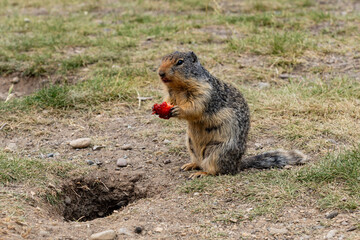 The European ground squirrel mammal animal meadows in western Canada