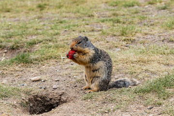 The European ground squirrel mammal animal meadows in western Canada