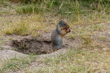 The European ground squirrel mammal animal meadows in western Canada