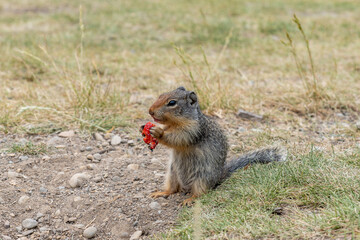 The European ground squirrel mammal animal meadows in western Canada