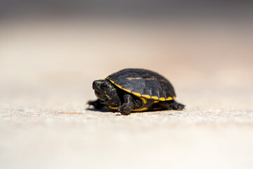 Tiny turtle explores a sunlit pathway on a warm afternoon