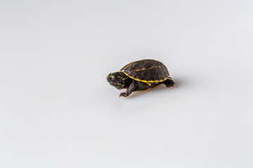 Turtle walking on a white smooth surface, showcasing unique shell pattern and colors in a well-lit environment