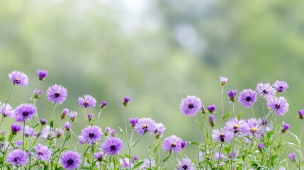 Obraz premium Purple flowers in a garden, soft focus background, nature scene, use for greeting card, poster, or website