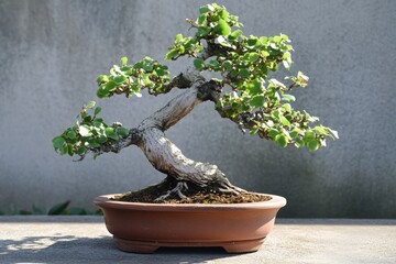 Serene bonsai tree with lush green leaves in a brown pot