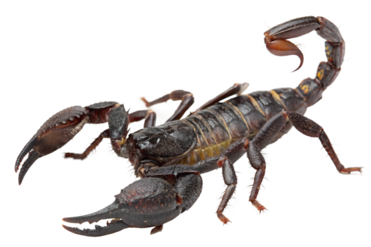 Scorpion isolated on transparent background, arachnid, desert creature, venomous animal, wildlife