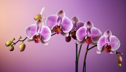 Naklejka premium Elegant Orchid Arrangement on a Luxurious Gradient Backdrop