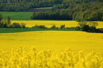Beautiful landscape of a yellow rapeseed field with green hills in the background
