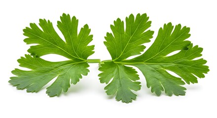 Fresh Parsley Leaves Close Up Studio Shot High Resolution