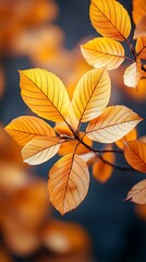 Obraz premium Autumn trees with golden leaves in sunlight high resolution hd image