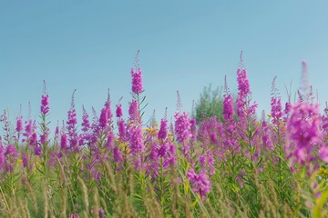 A meadow filled with bright purple loosestrife under a clear sky, their tall, spiky blooms creating a striking contrast.