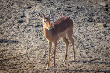 impala looking at the camera